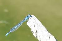 Enallagma cyathigerum