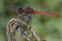 Sympetrum sanguineum