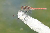 Sympetrum striolatum