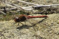 Sympetrum striolatum