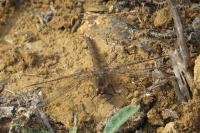 Sympetrum striolatum