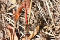 Sympetrum striolatum