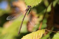 Chalcolestes viridis
