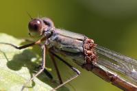 Chalcolestes viridis