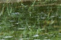 Anax imperator
