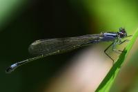Ischnura elegans