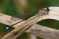 Ischnura elegans