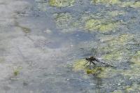 Orthetrum cancellatum