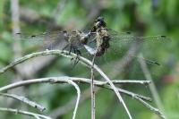 Orthetrum cancellatum