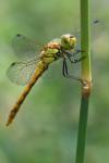 Sympetrum striolatum
