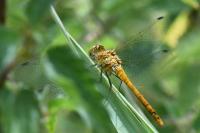 Sympetrum striolatum