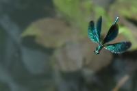 Calopteryx virgo