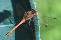 Sympetrum striolatum