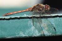 Sympetrum striolatum