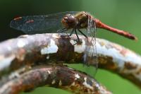 Sympetrum striolatum