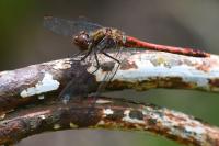 Sympetrum striolatum