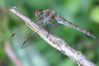 Sympetrum striolatum