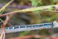 Enallagma cyathigerum