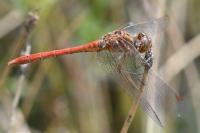 Sympetrum meridionale