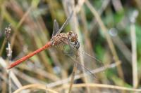 Sympetrum meridionale