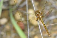 Orthetrum coerulescens