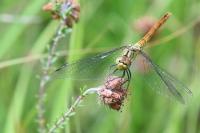 Sympetrum sanguineum