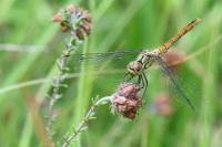 Sympetrum sanguineum