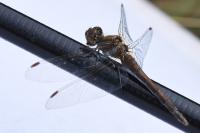 Sympetrum striolatum