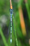 Coenagrion puella
