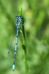 Coenagrion puella
