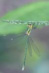 Chalcolestes viridis