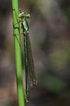 Chalcolestes viridis