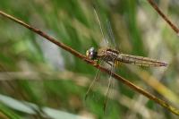 Crocothemis erythraea