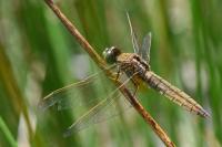Crocothemis erythraea