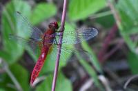 Crocothemis erythraea
