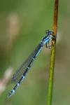Enallagma cyathigerum