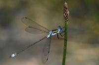 Lestes sponsa
