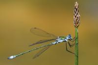 Lestes sponsa