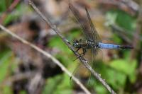 Orthetrum cancellatum