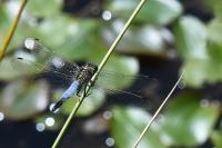 Orthetrum cancellatum