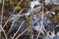 Orthetrum cancellatum