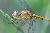 Sympetrum meridionale