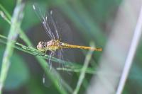 Sympetrum meridionale
