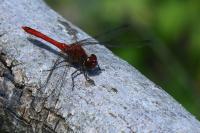 Sympetrum sanguineum