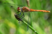 Sympetrum sanguineum