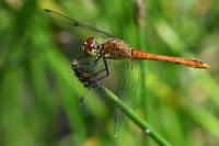 Sympetrum sanguineum