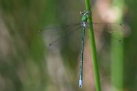Lestes virens