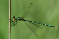 Lestes virens