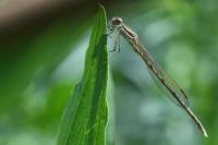 Sympecma fusca