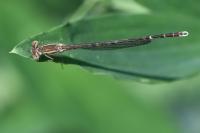 Sympecma fusca